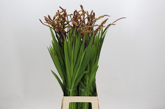 <h4>Chasmanthe Saturnus</h4>