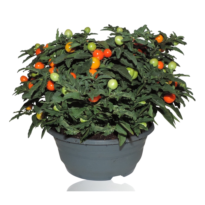 <h4>Solanum Pseudocapsicum Patio Schaal</h4>