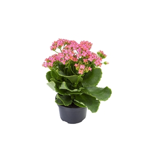 KALANCHOE P15 ROSA