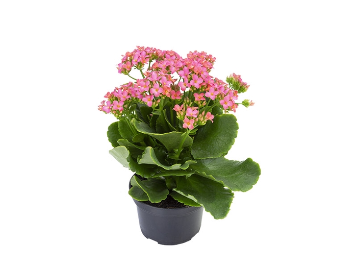 <h4>KALANCHOE P15 ROSA</h4>