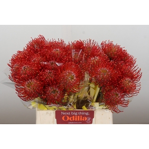 Nutans Ayoba Red