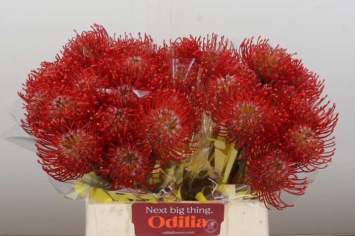 <h4>Nutans Ayoba Red</h4>