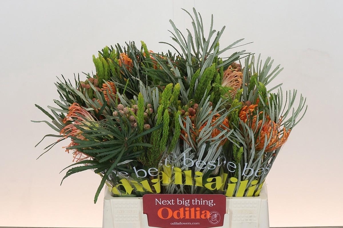 <h4>Leuco Co Ov</h4>