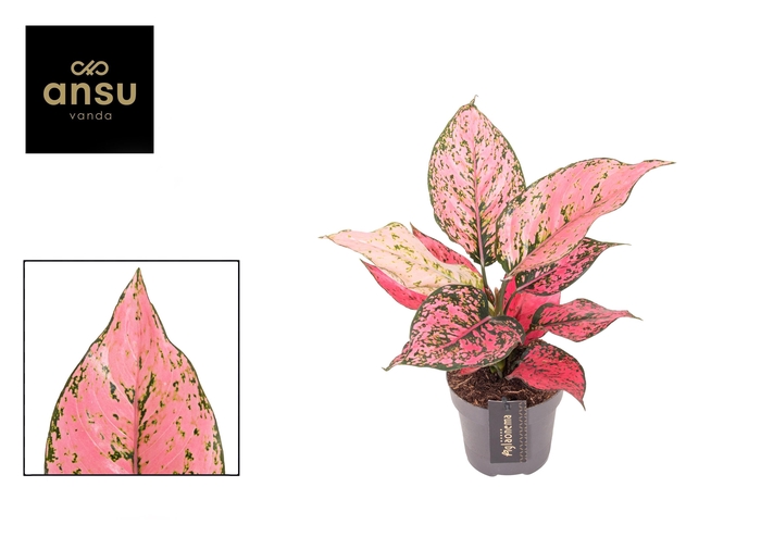 <h4>Aglaonema Spicy Pink</h4>