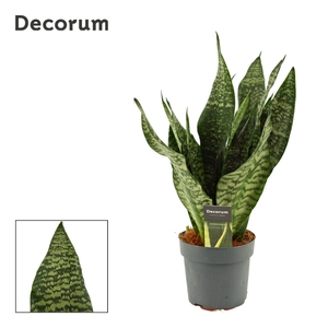 Sansevieria Super Green 14 cm (Decorum)