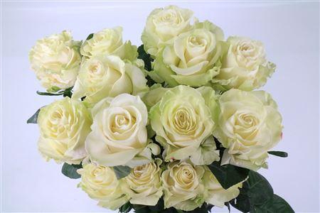 <h4>R GR EQ MONDIAL</h4>