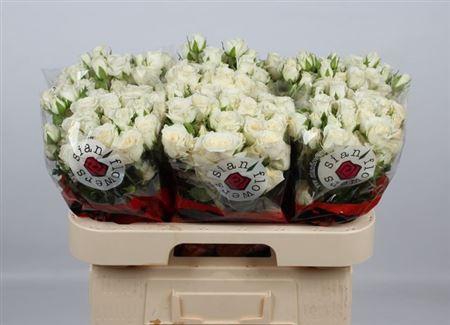 <h4>R Tr Snowy Blossoms</h4>