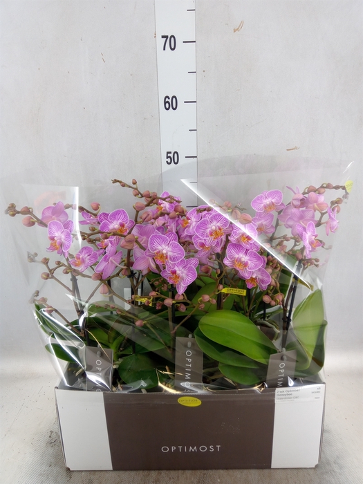 Phalaenopsis multi. 'Honeybee'