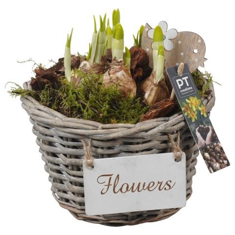<h4>PTN8641 Arrangement Narcissus in rieten mand</h4>