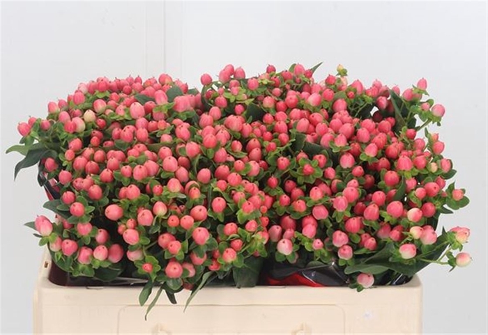 <h4>Hypericum Sweet Romance ( Ethiopia</h4>