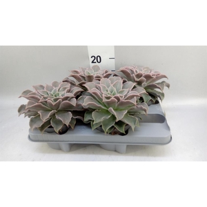 Echeveria   ...