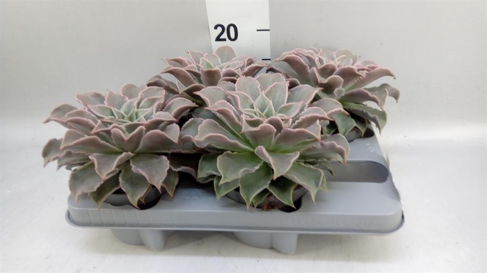<h4>Echeveria   ...</h4>