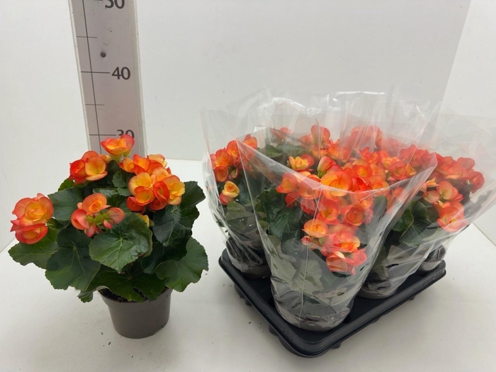 <h4>BEG DU CARNEVAL</h4>