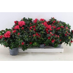 RHODO SI HELLMUT VOG