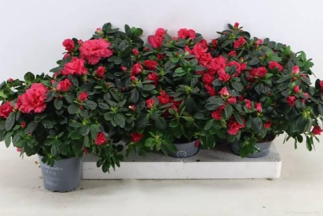 <h4>RHODO SI HELLMUT VOG</h4>