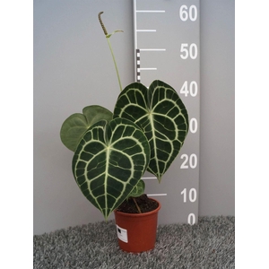 Anthurium clarinervium