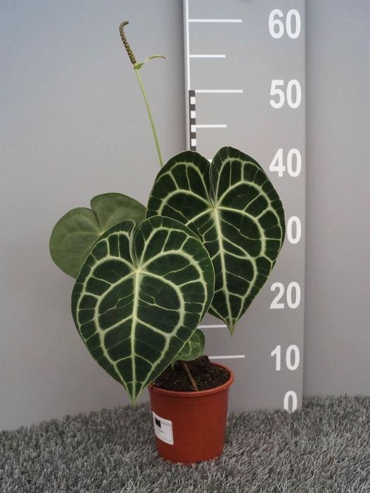 <h4>Anthurium clarinervium</h4>