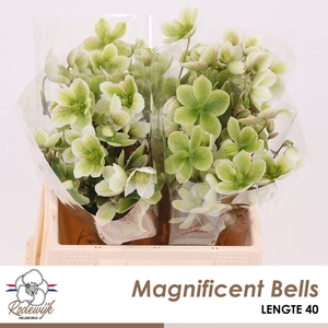 HELL  MAGNIFIC BELLS