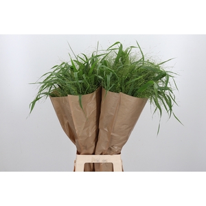 Panicum Fountain