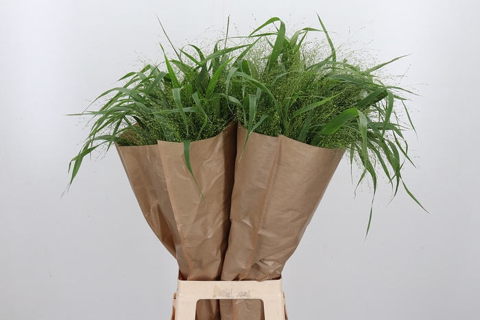 <h4>Panicum Fountain</h4>
