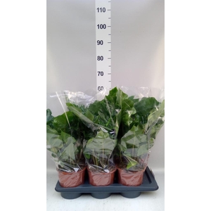 Alocasia  'Low Rider'