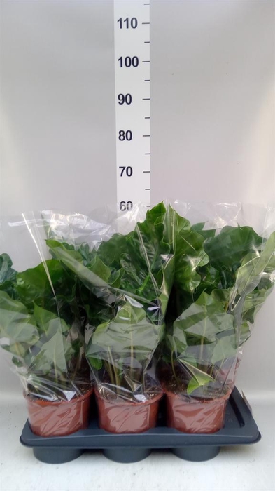 <h4>Alocasia 'Low Rider'</h4>