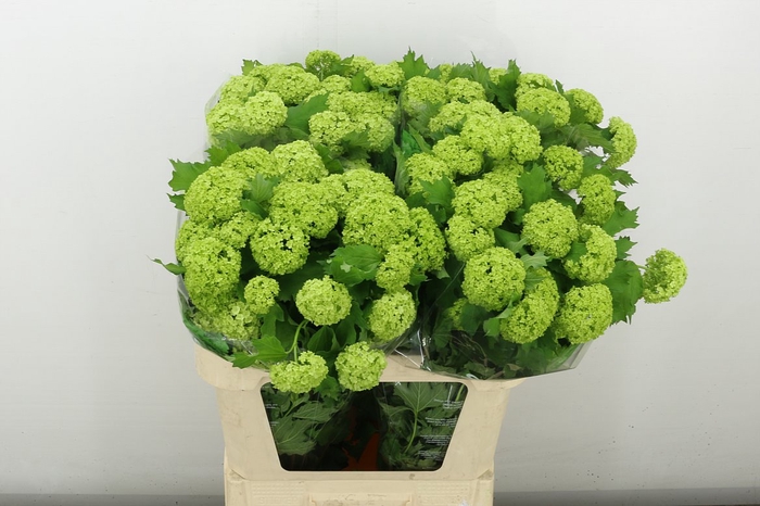 <h4>Viburnum Roseum St 4+</h4>