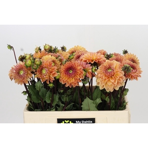 Dahlia Dalmuti Cavalier