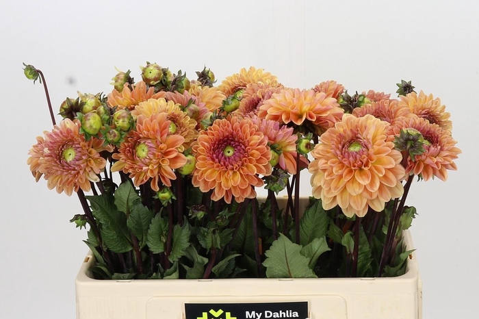 <h4>Dahlia Dalmuti Cavalier</h4>