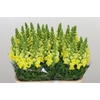 Antirrhinum majus 'Legend Yellow'