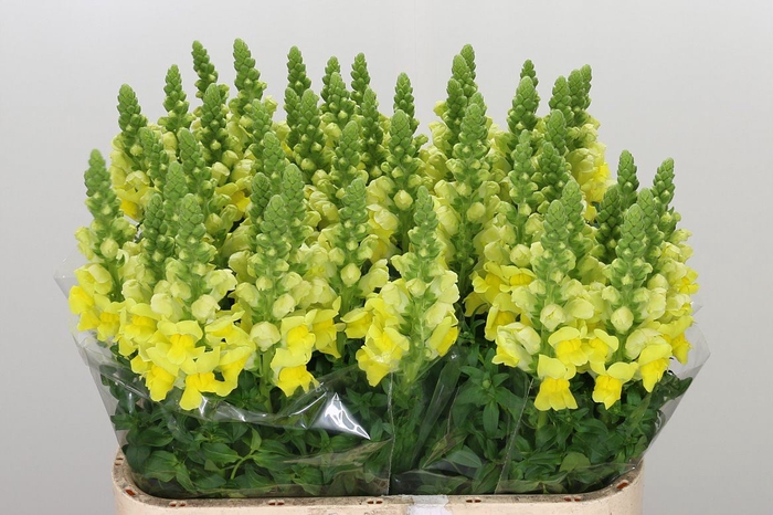Antirrhinum majus 'Legend Yellow'