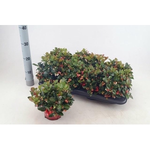 GAULTH PROCUMBENS