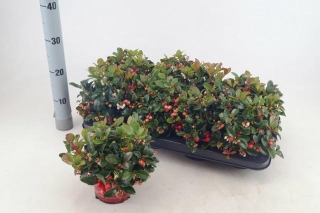 <h4>GAULTH PROCUMBENS</h4>