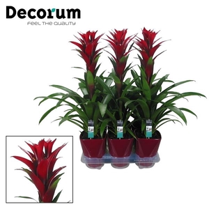 Guzmania 'Switch'