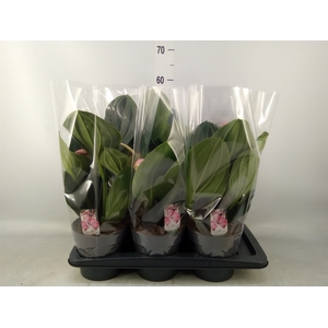 Medinilla magn. 'Flamenco'