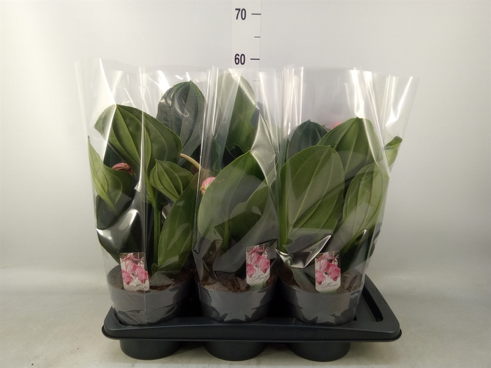<h4>Medinilla magn. 'Flamenco'</h4>