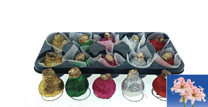 <h4>BLOEMBOL HIPPEASTRUM</h4>