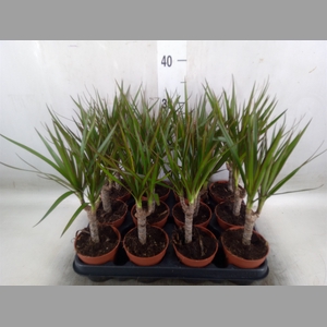 Dracaena marg.