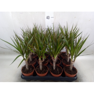 Dracaena marg.
