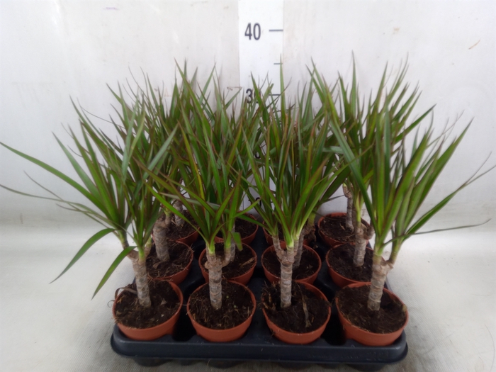 <h4>Dracaena marg.</h4>