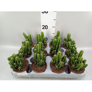 Cereus per. 'Florida'