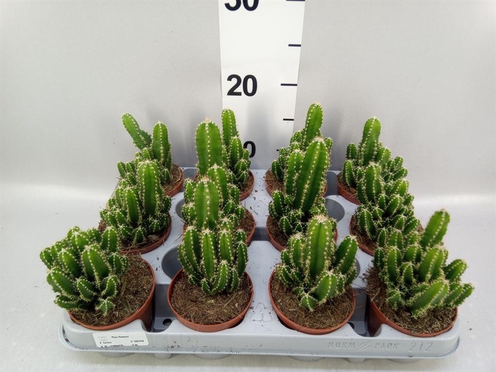 <h4>Cereus per. 'Florida'</h4>