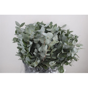 Euca Cinerea Short 300gr P Bunch