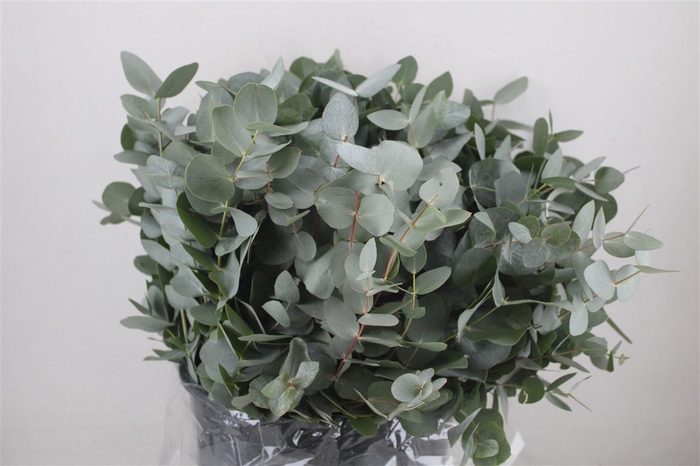 <h4>Euca Cinerea Short 300gr P Bunch</h4>