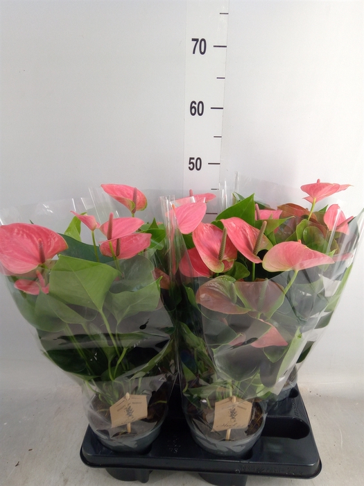 <h4>Anthurium andr. 'Sweet Dream'</h4>