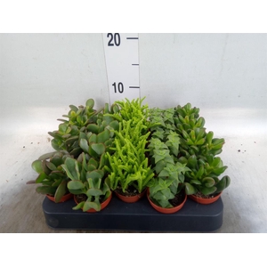 Crassula ...mix