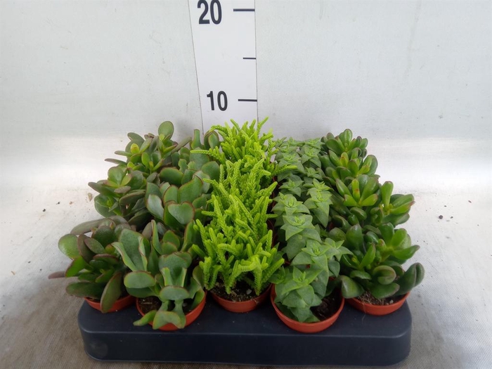 <h4>Crassula ...mix</h4>