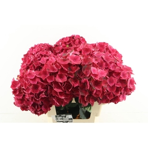 Hydr M Rubyred 60-18