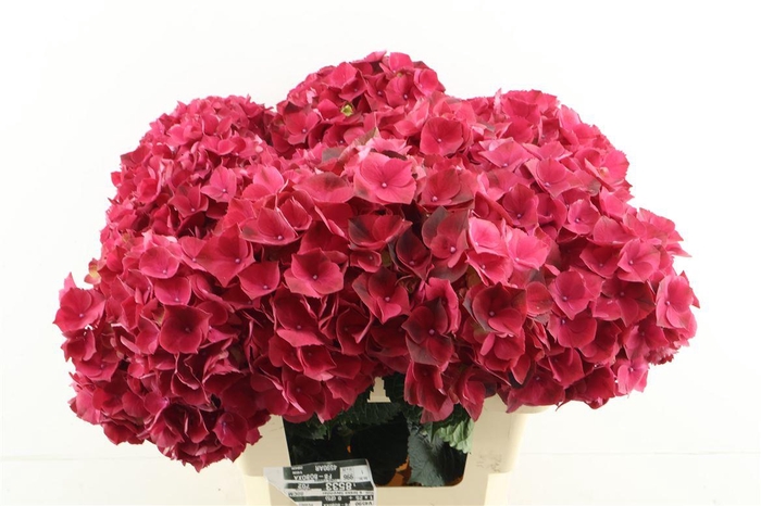 <h4>Hydr M Rubyred 60-18</h4>