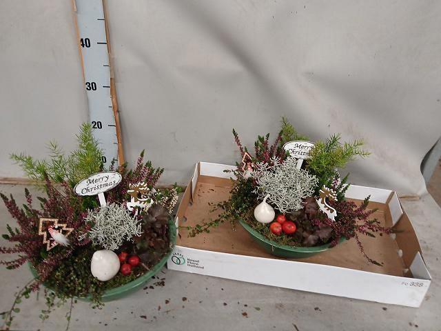 <h4>ARR TUINPLANTEN</h4>